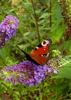 Schmetterling